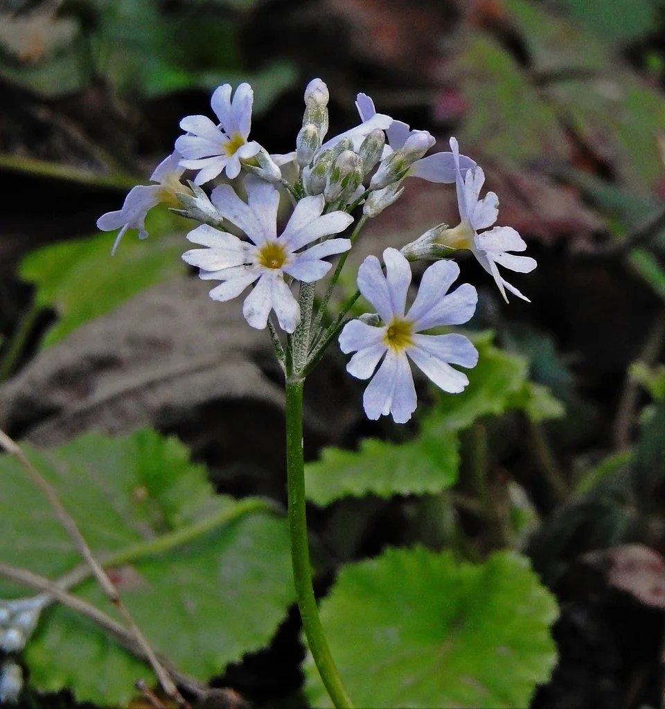 Primula Malacoides