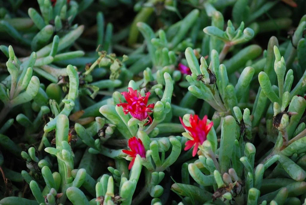 Malephora Crocea