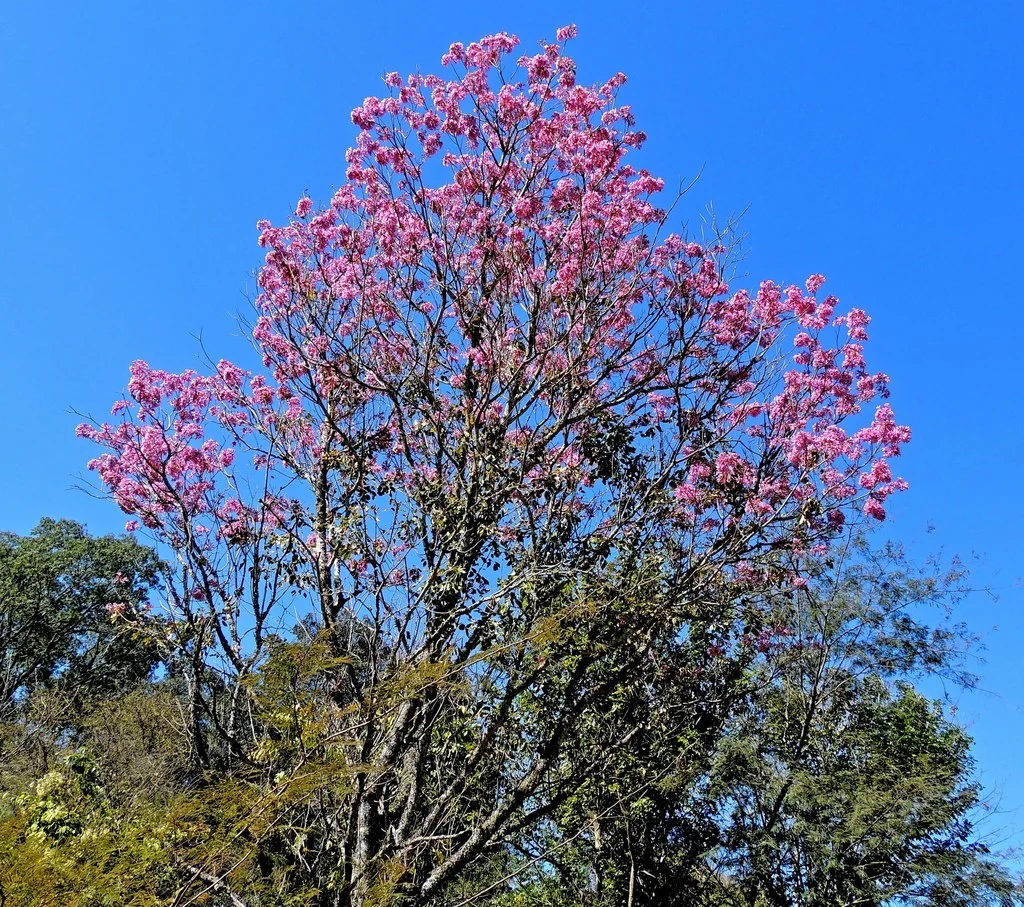 Tabebuia Impetiginosa