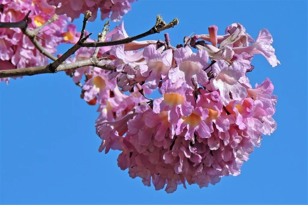 Tabebuia Impetiginosa