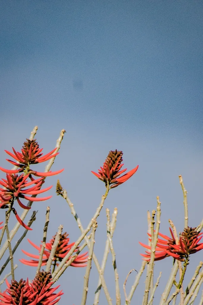 Erythrina Coralloides