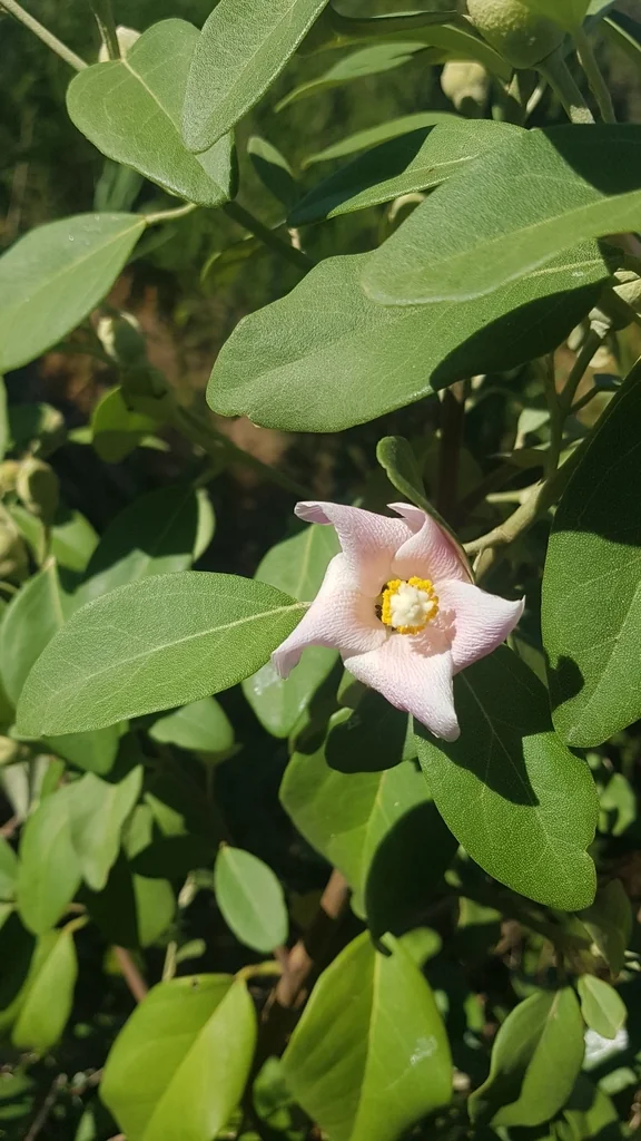 Lagunaria Patersonii