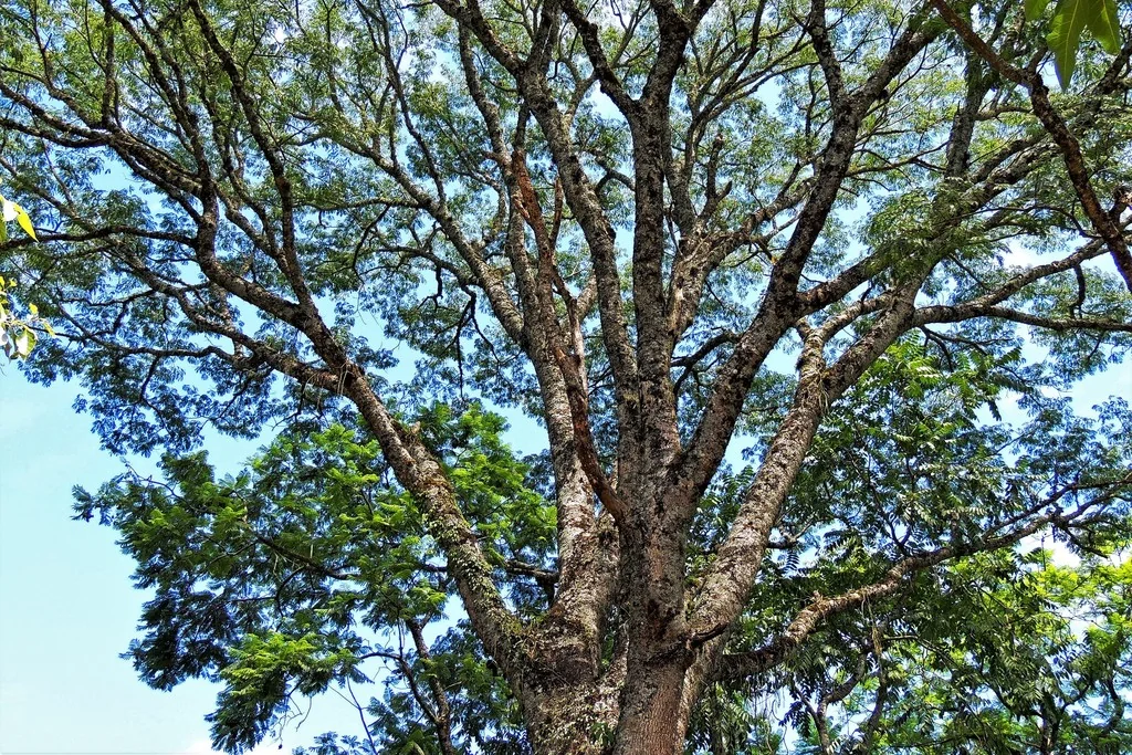 Tipuana Tipu