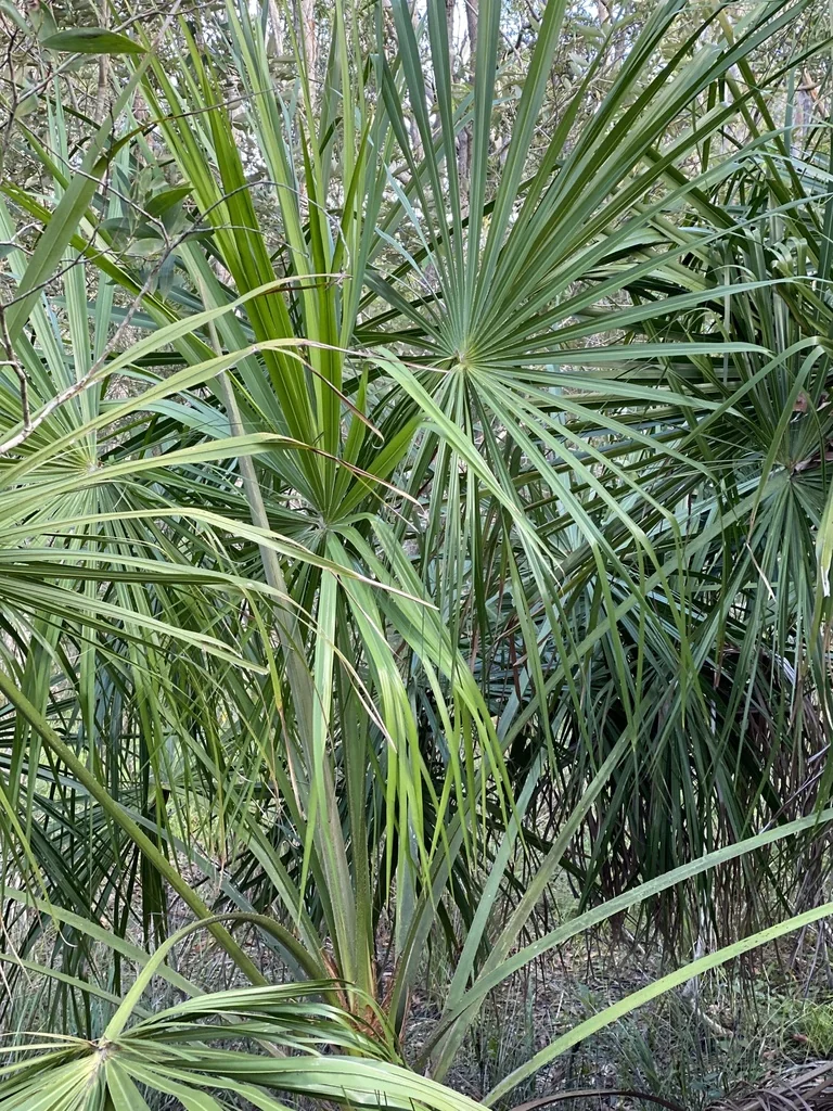 Livistona Decipiens