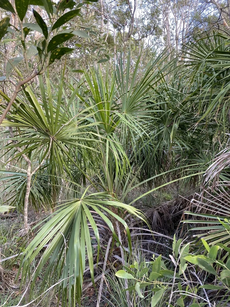 Livistona Decipiens