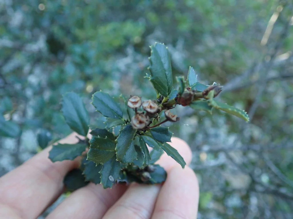 Ceanothus Gloriosus