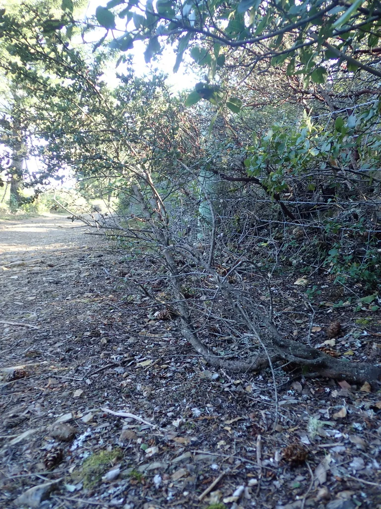 Ceanothus Gloriosus