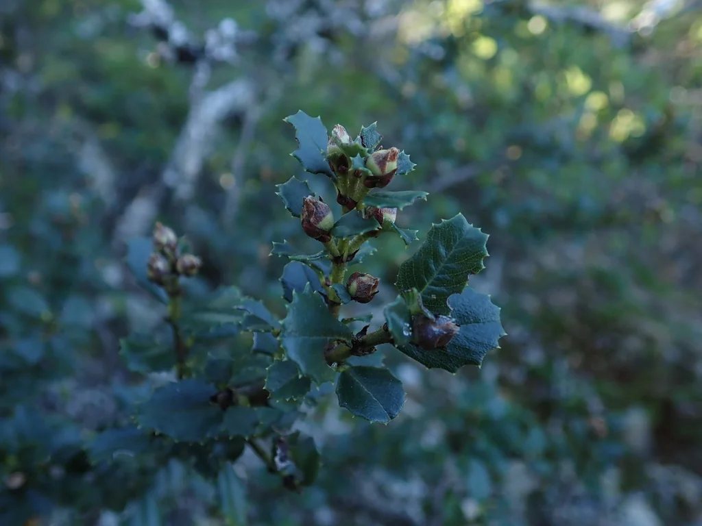 Ceanothus Gloriosus