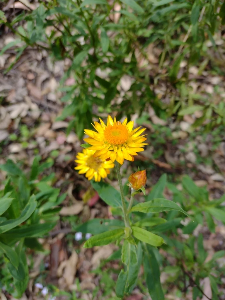 Bracteantha Bracteata