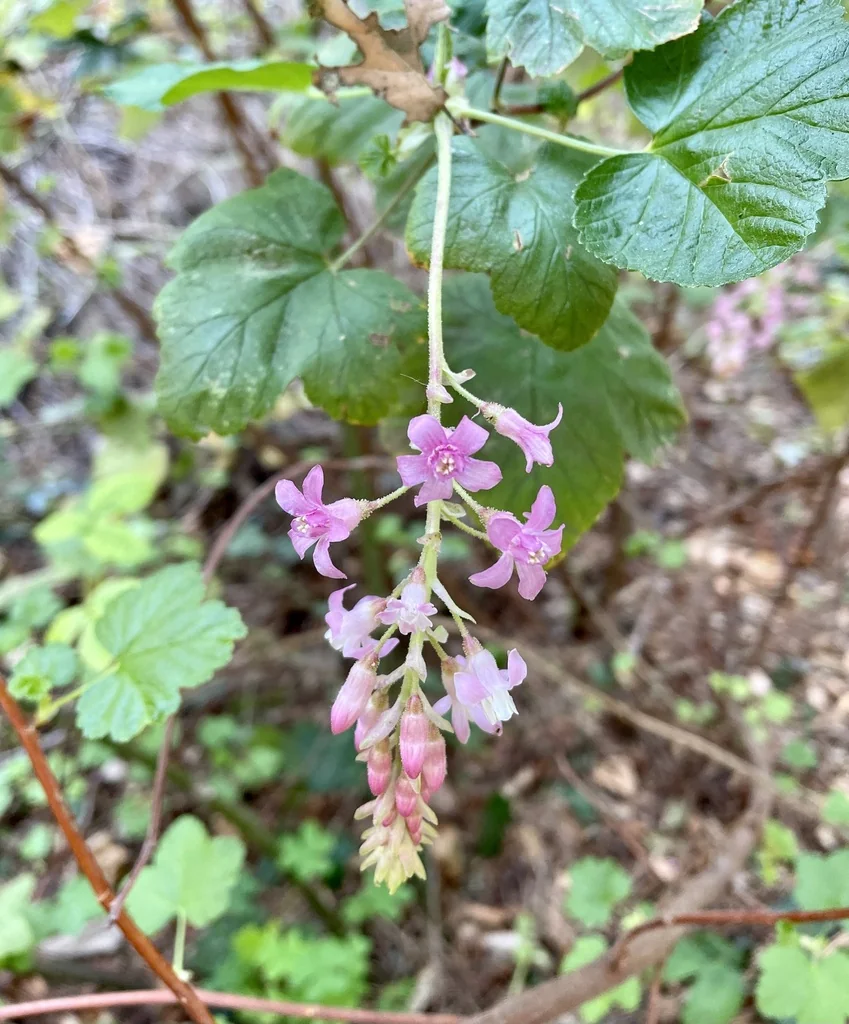Ribes Sanguineum Glutinosum