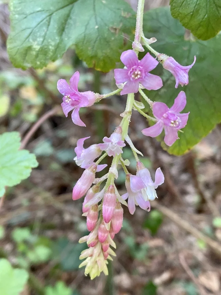 Ribes Sanguineum Glutinosum
