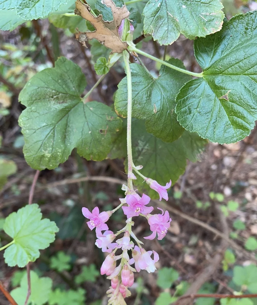 Ribes Sanguineum Glutinosum