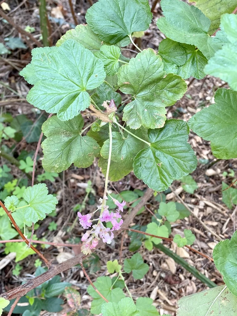 Ribes Sanguineum Glutinosum