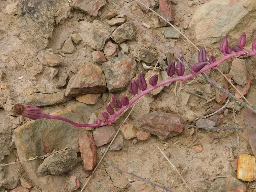 Senecio Radicans