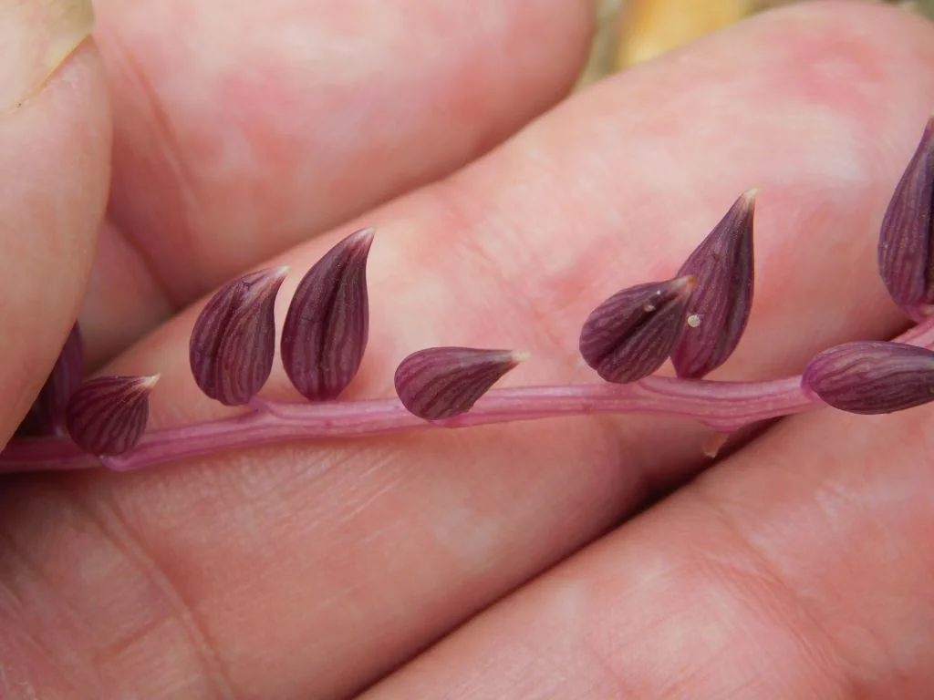 Senecio Radicans