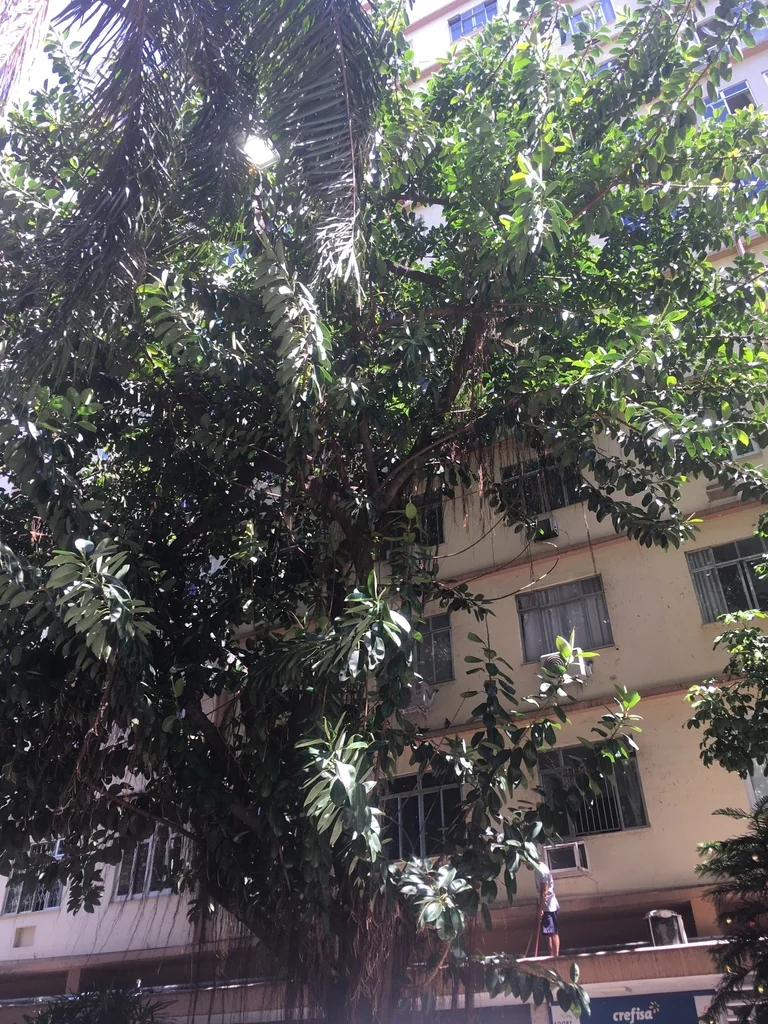 Ficus elastica