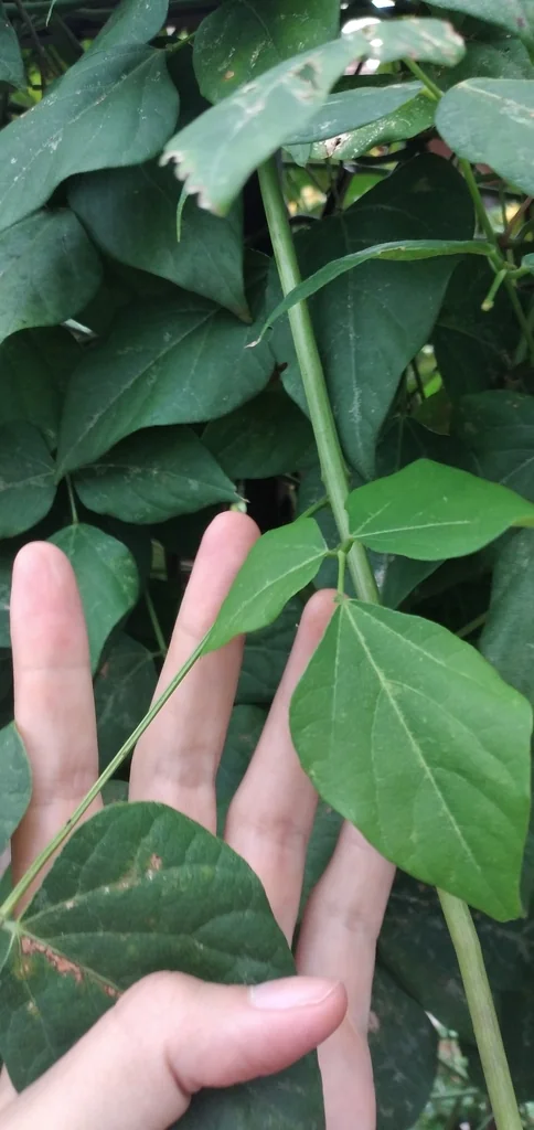 Vigna Caracalla