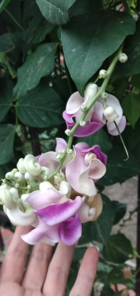Vigna Caracalla