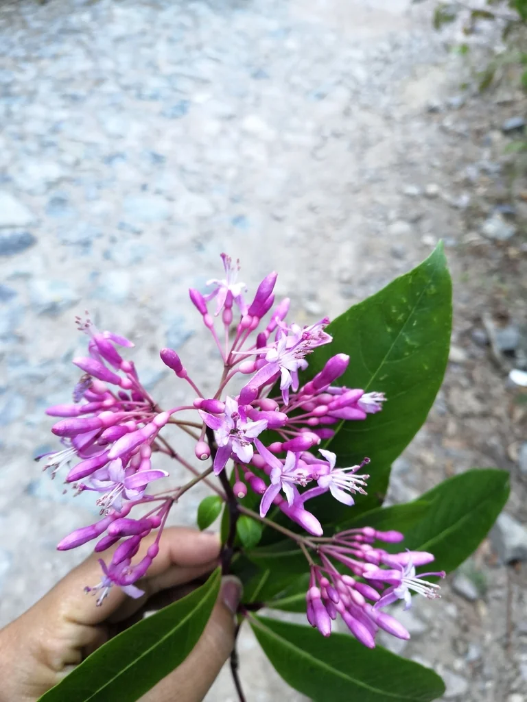 Fuchsia Arborescens