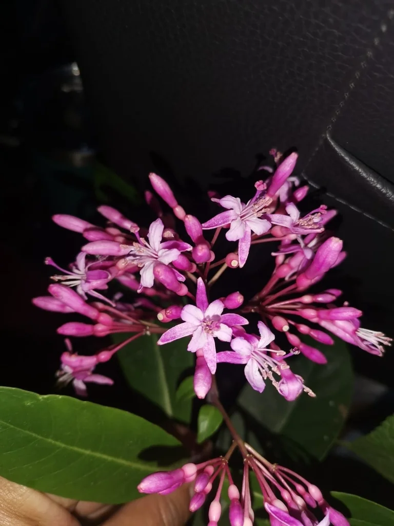Fuchsia Arborescens