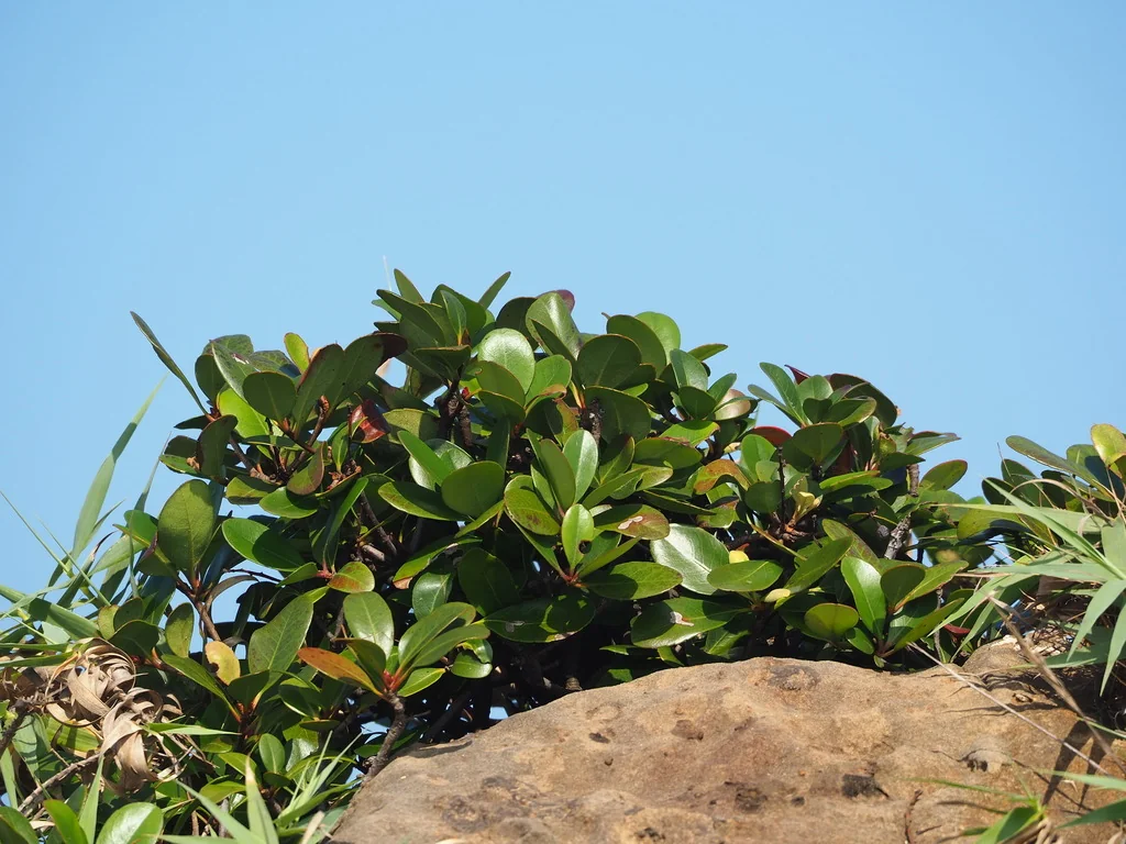 Rhaphiolepis Umbellata