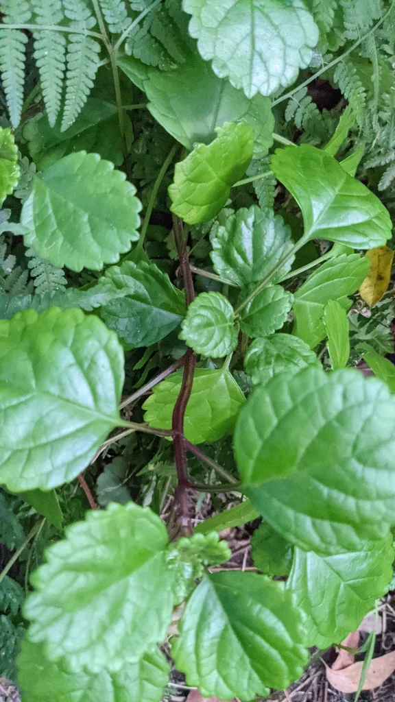 Plectranthus Verticillatus