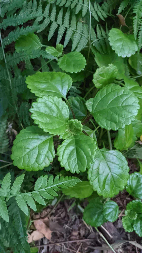 Plectranthus Verticillatus