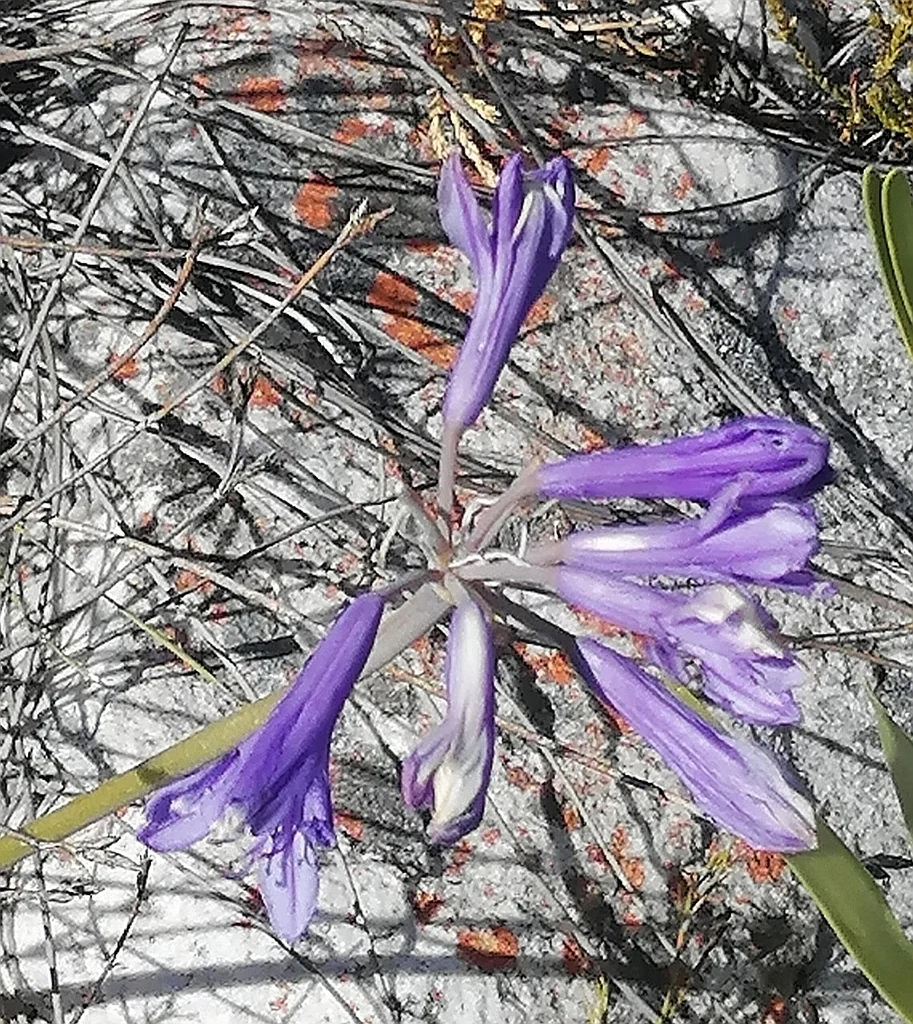 Agapanthus Africanus