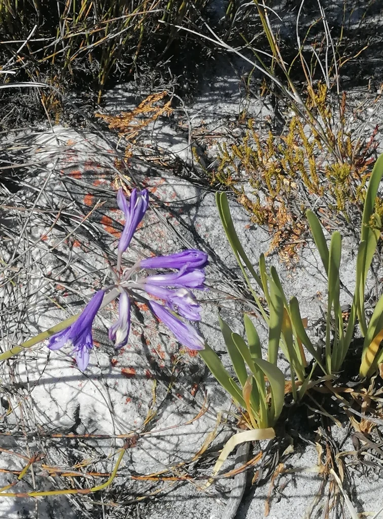 Agapanthus Africanus