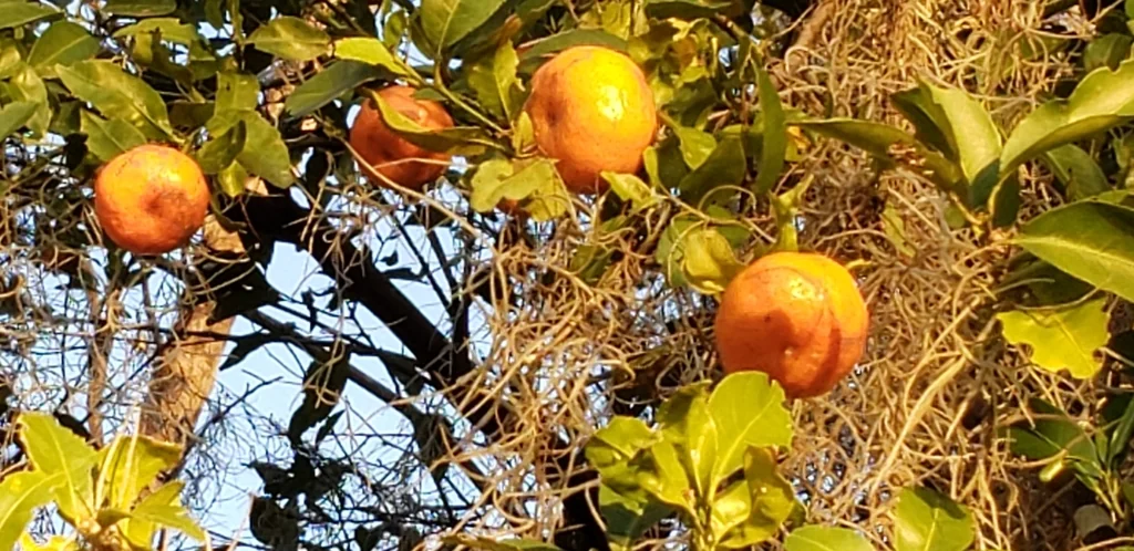 Citrus Tangerina
