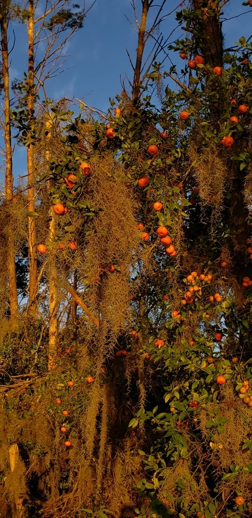 Citrus Tangerina