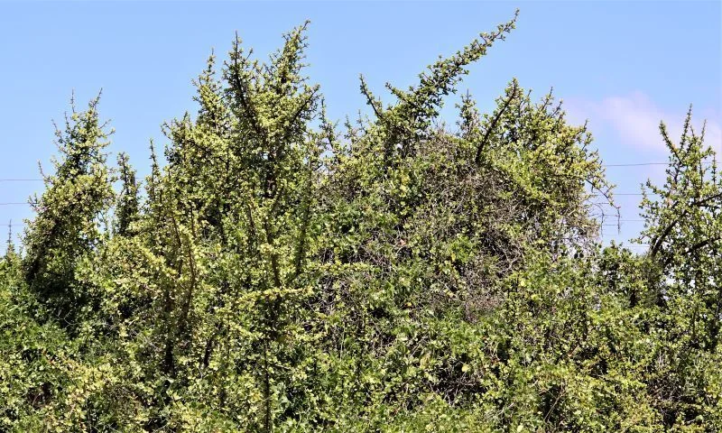 Portulacaria Afra
