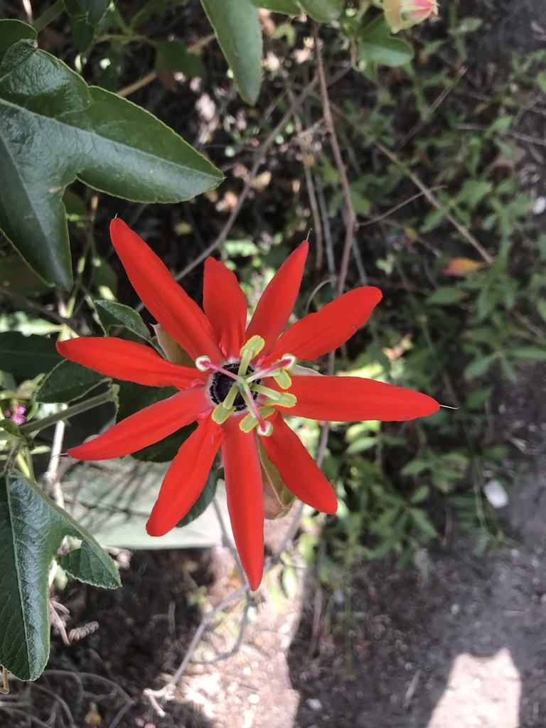 Passiflora Manicata