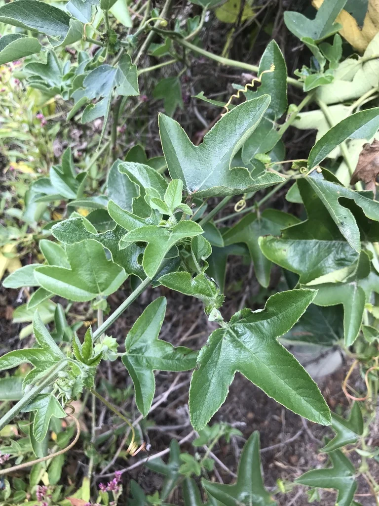Passiflora Manicata