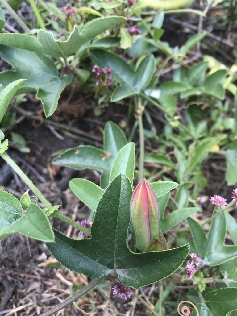 Passiflora Manicata