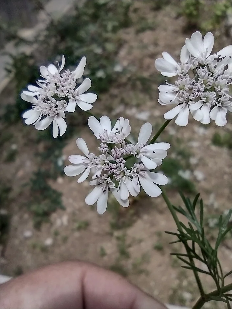 Coriandrum Sativum