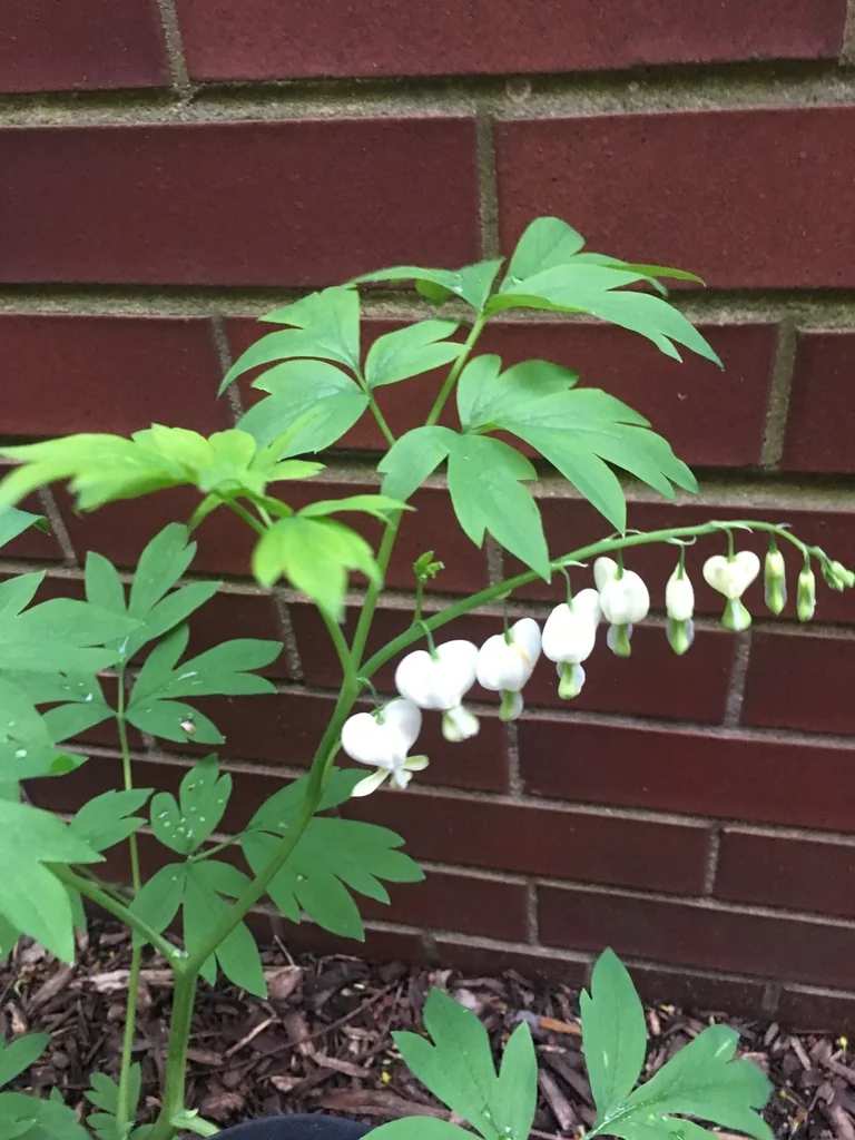 Dicentra spectabilis