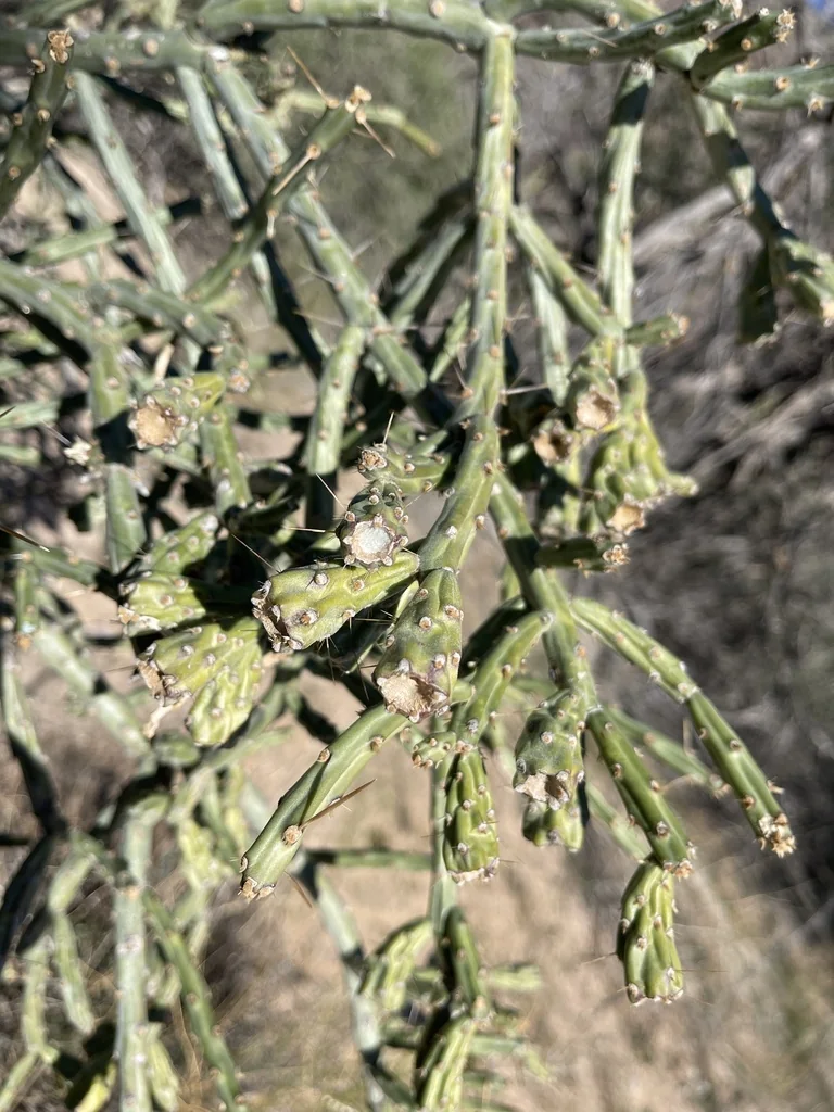 Cylindropuntia Arbuscula