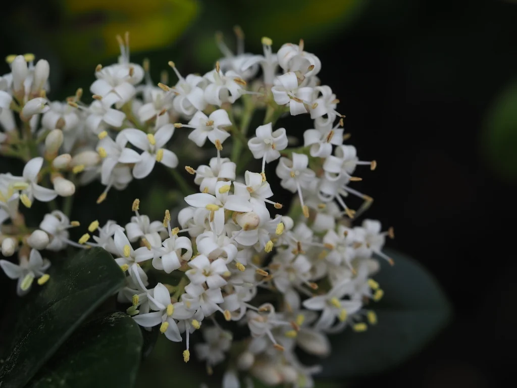 Ligustrum Japonicum