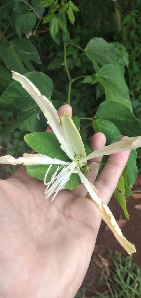 Bauhinia forficata
