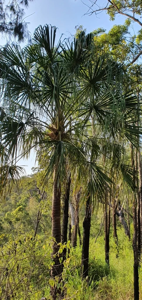 Livistona Decipiens