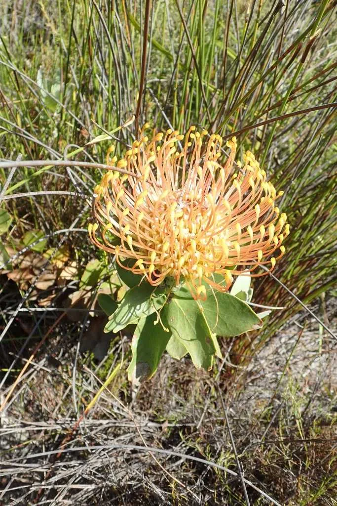 Leucospermum Cordifolium