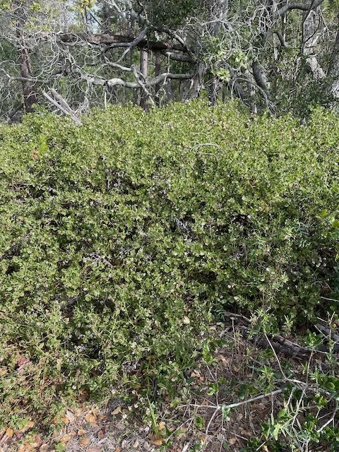 Arctostaphylos Cruzensis