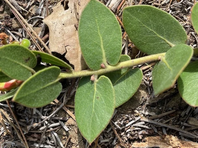 Arctostaphylos Cruzensis