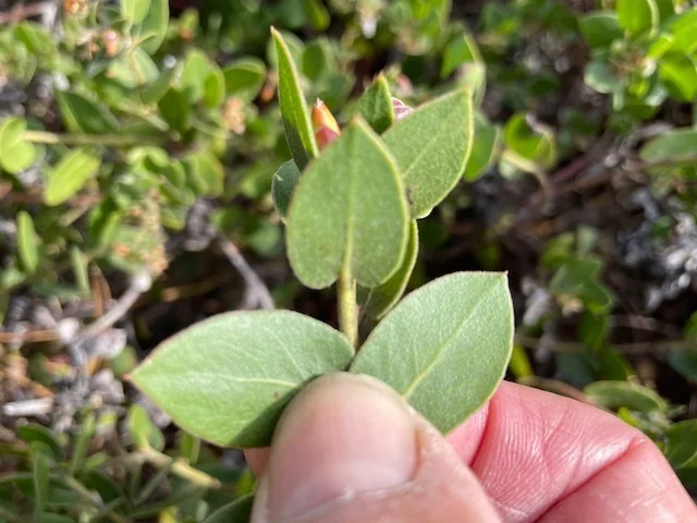 Arctostaphylos Cruzensis