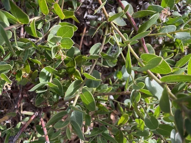Arctostaphylos Cruzensis