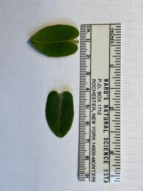 Arctostaphylos Cruzensis