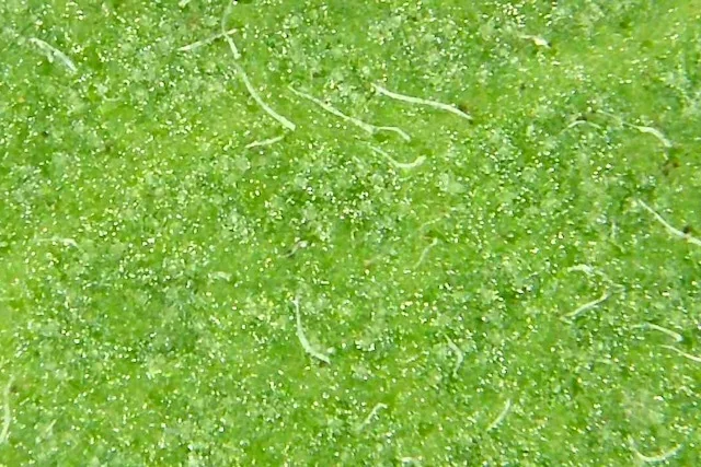 Arctostaphylos Cruzensis