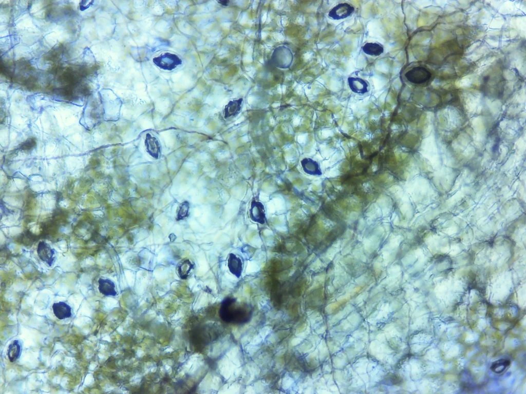 Arctostaphylos Cruzensis
