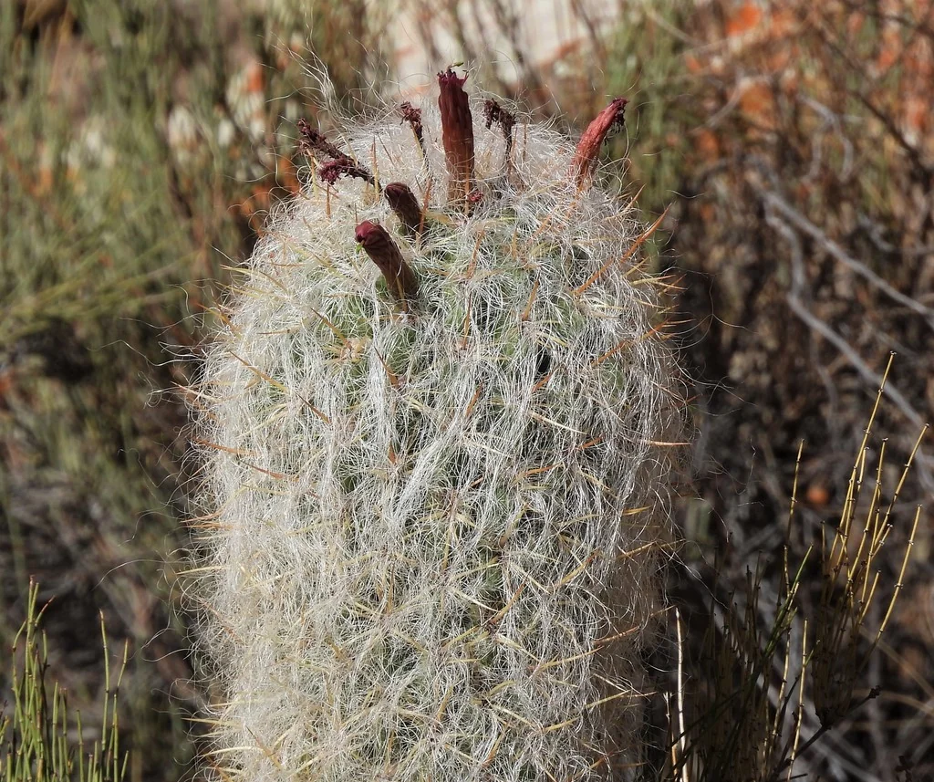 Oreocereus Celsianus